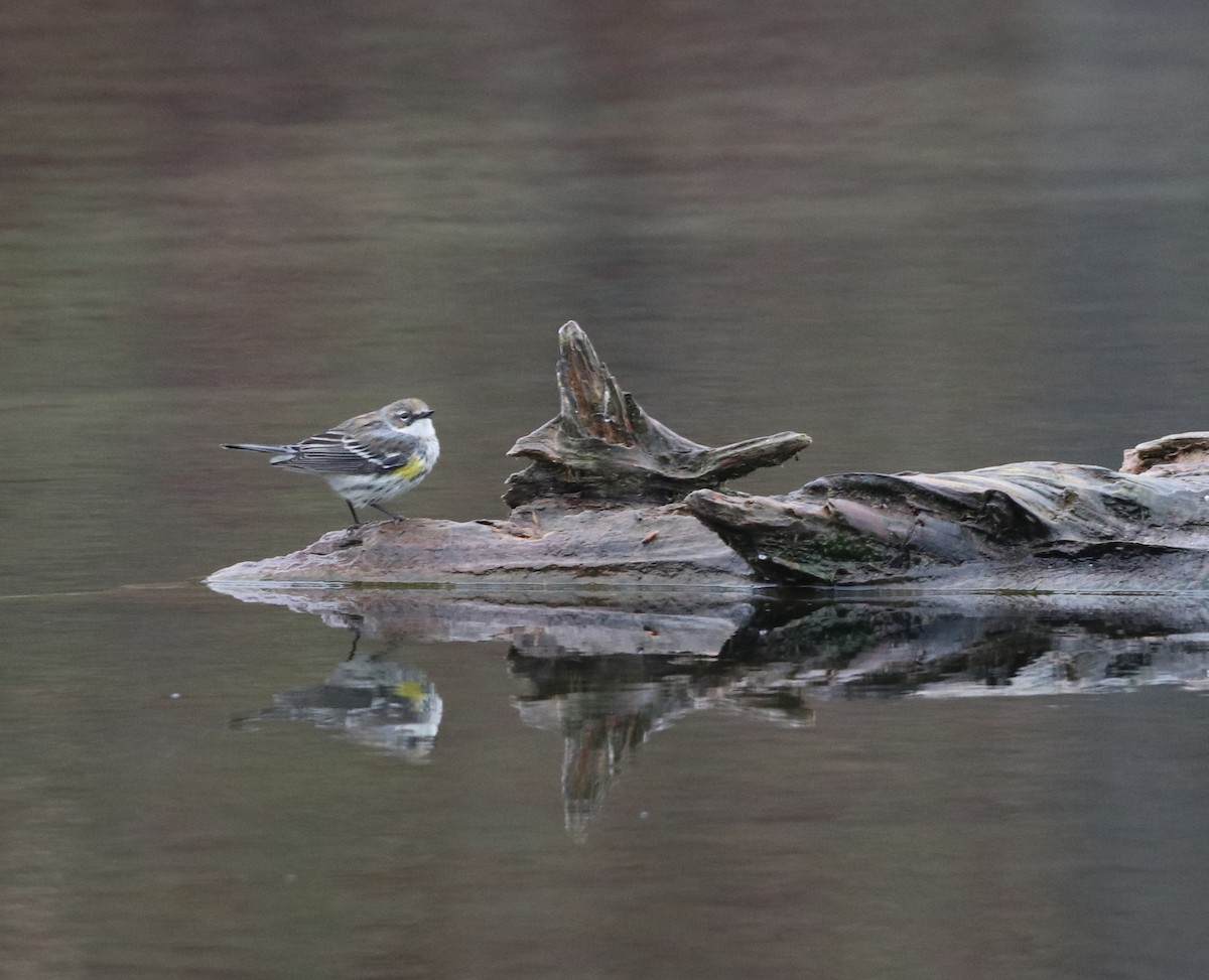 Yellow-rumped Warbler - ML510716021