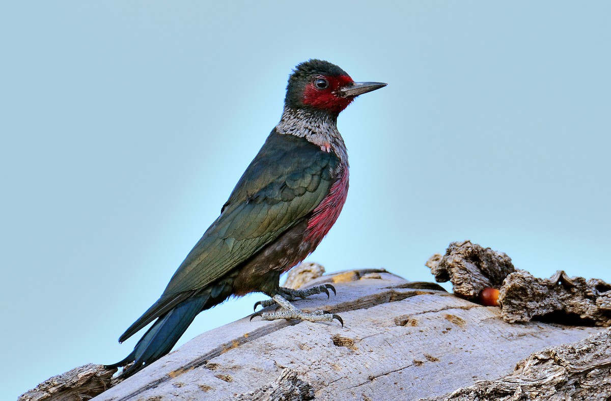 Lewis's Woodpecker - ML510716721