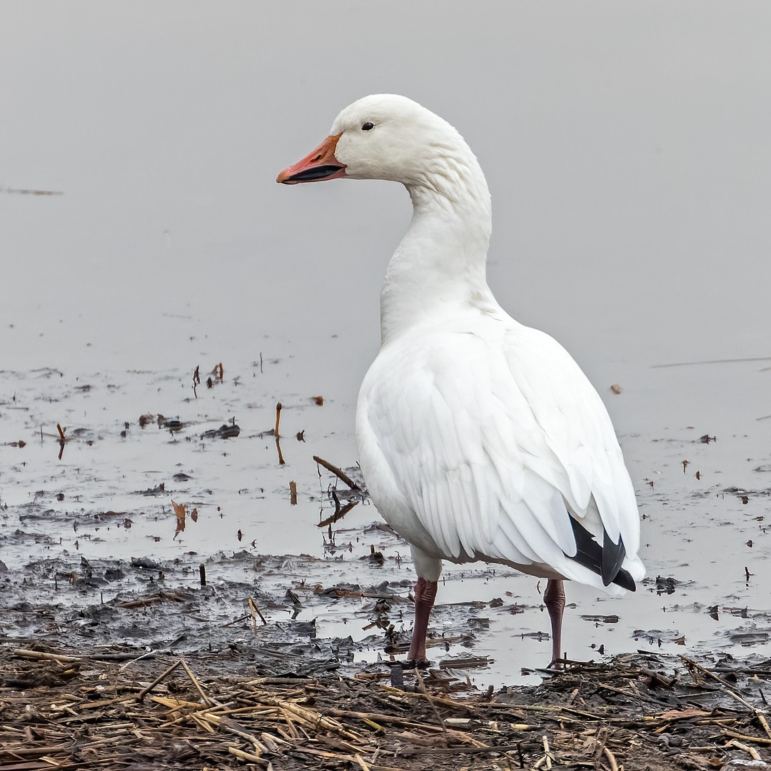 Snow Goose - Michel Laquerre