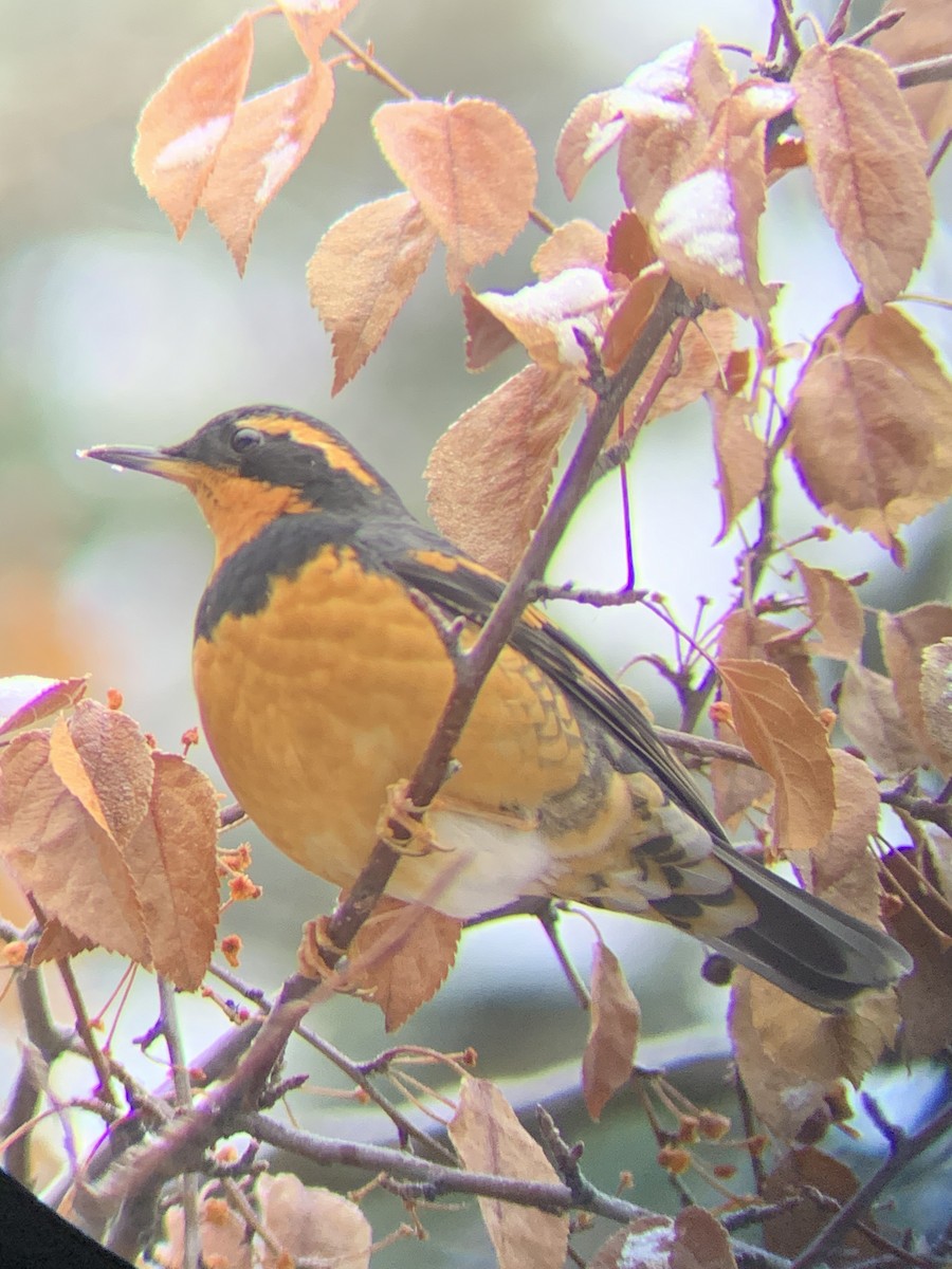 Varied Thrush - ML510717501