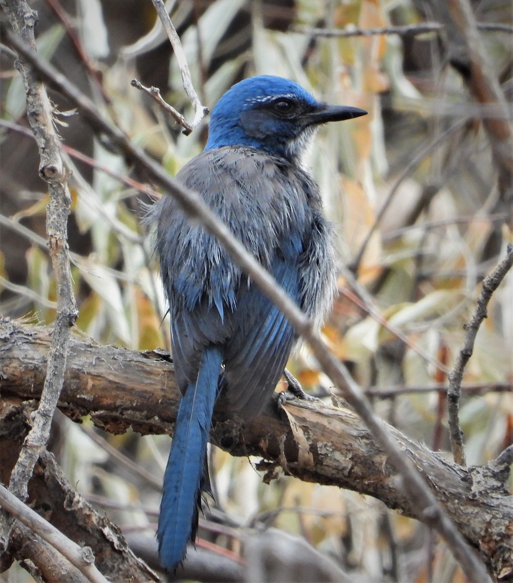 Woodhouse's Scrub-Jay - ML510717891