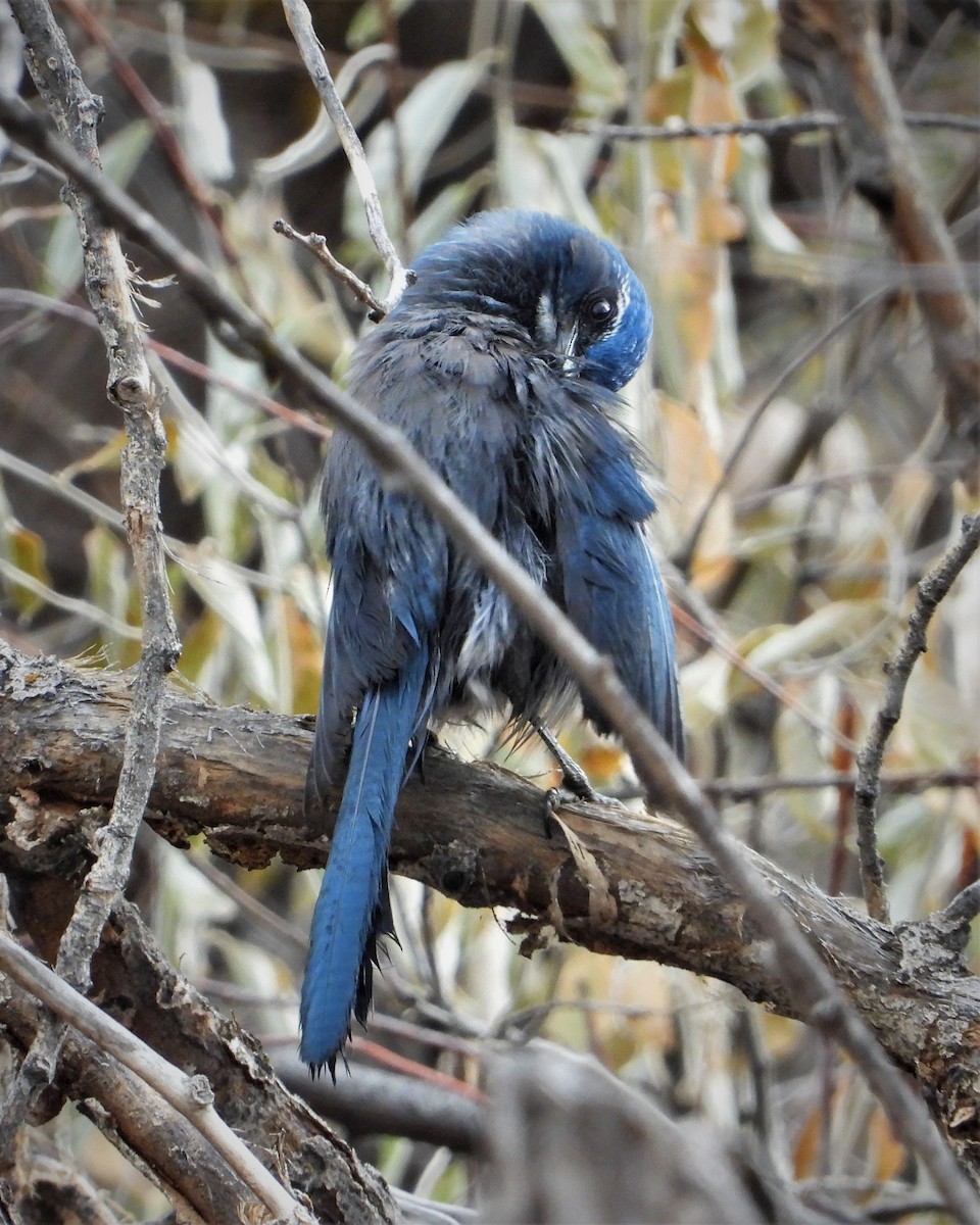 Woodhouse's Scrub-Jay - ML510717901
