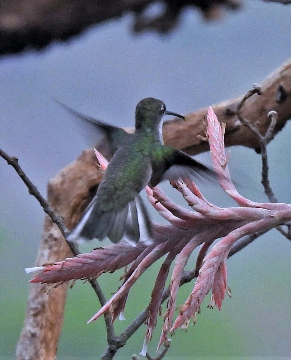 White-bellied Hummingbird - ML510717981