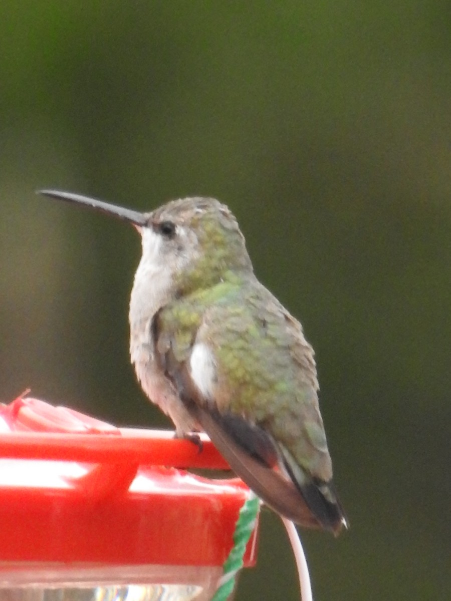Black-chinned Hummingbird - ML510719141
