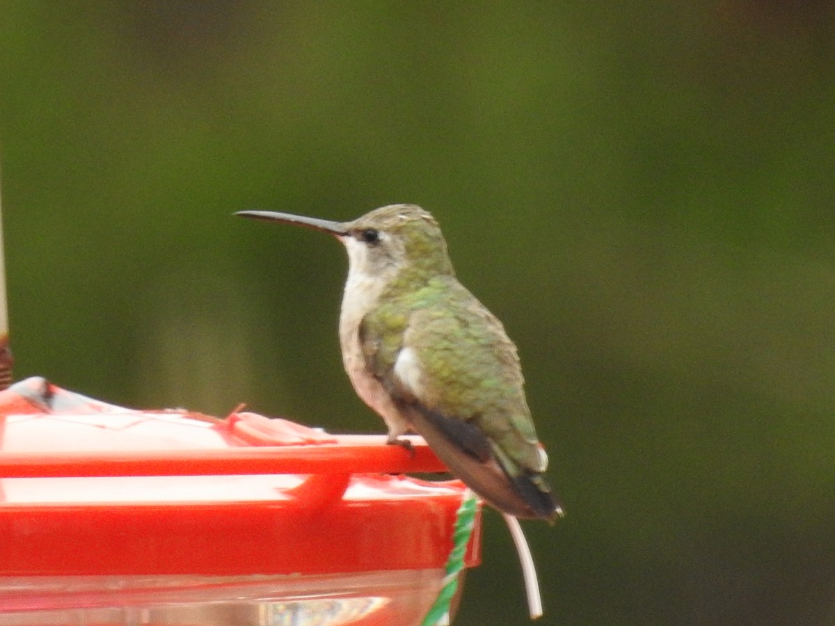 Black-chinned Hummingbird - ML510719151