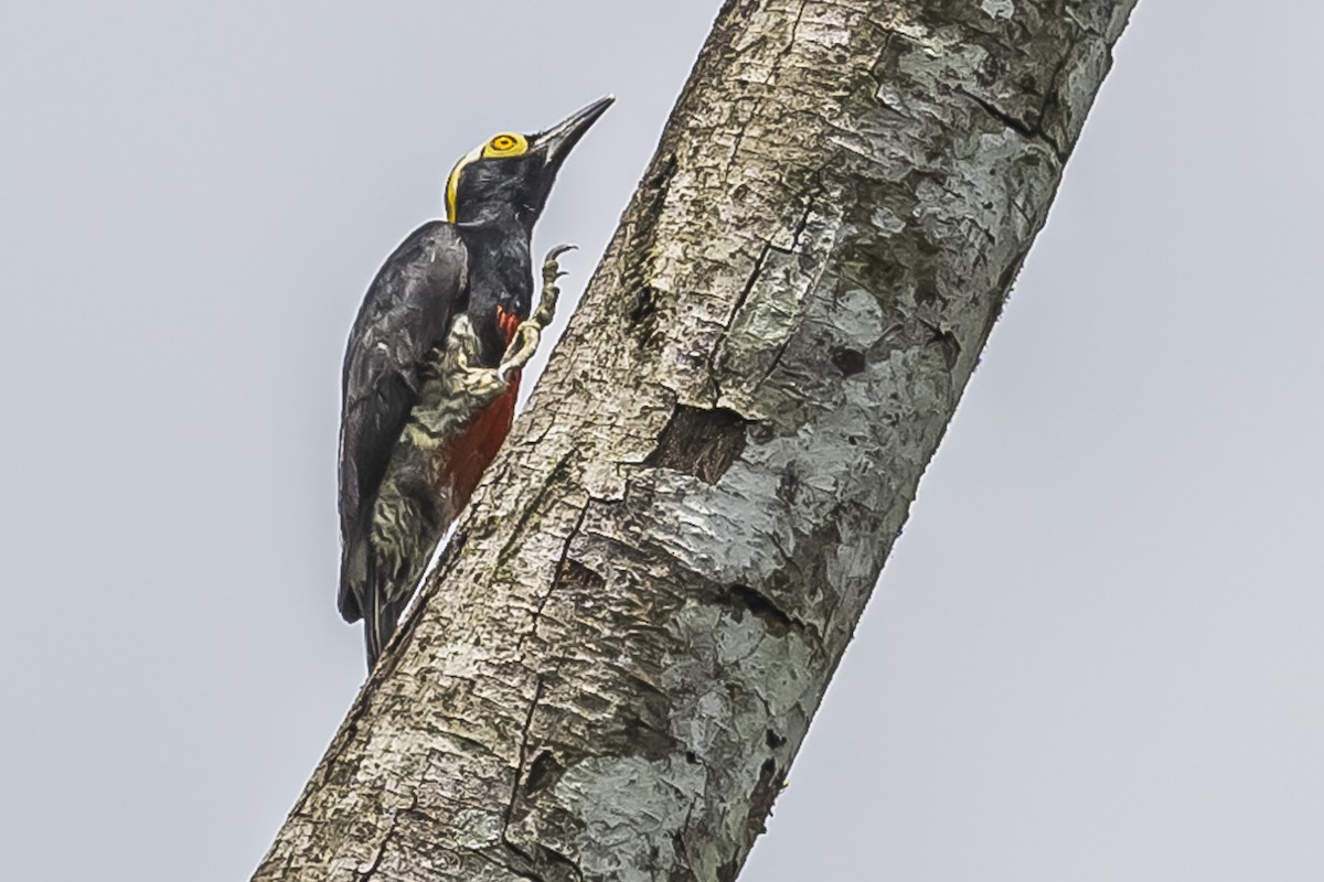 Yellow-tufted Woodpecker - Amed Hernández