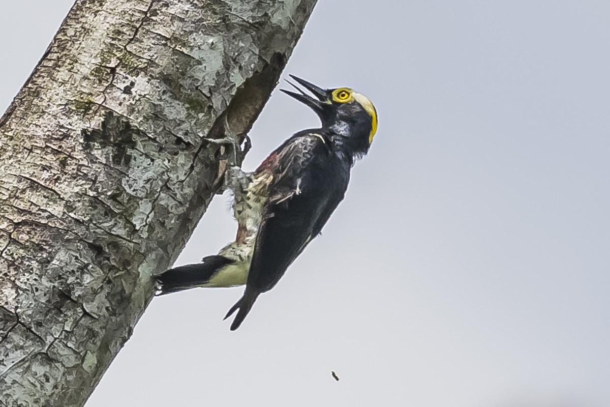 Yellow-tufted Woodpecker - Amed Hernández