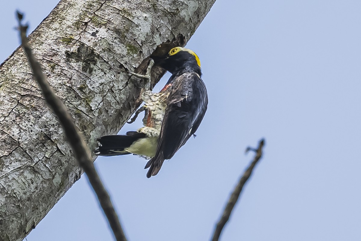 Yellow-tufted Woodpecker - Amed Hernández