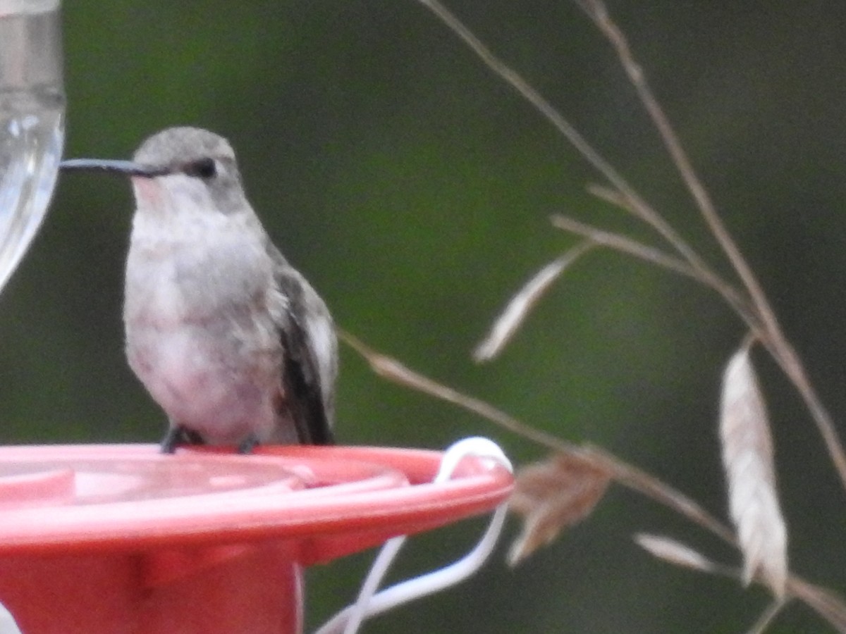 Black-chinned Hummingbird - ML510720881
