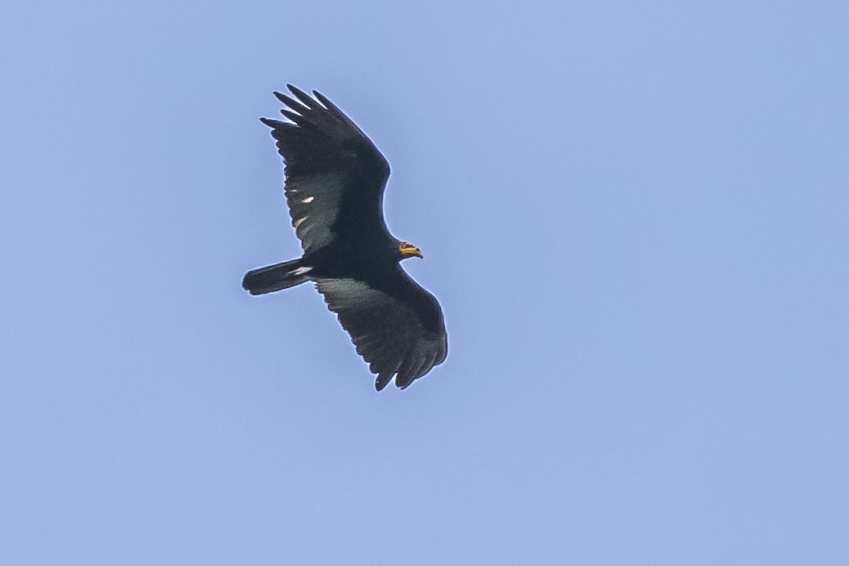 Greater Yellow-headed Vulture - Amed Hernández