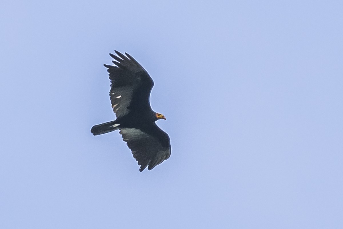 Greater Yellow-headed Vulture - Amed Hernández