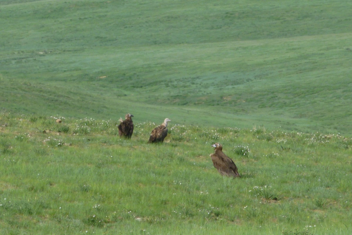 Himalayan Griffon - ML510721061