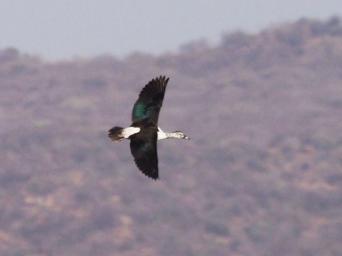 Knob-billed Duck - ML510724931