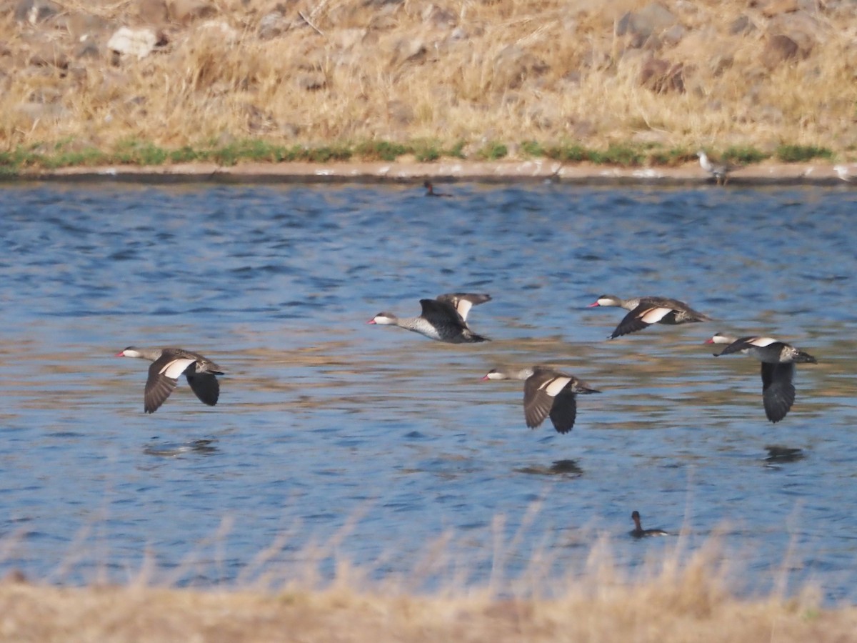 Red-billed Duck - Luc and Therese Jacobs