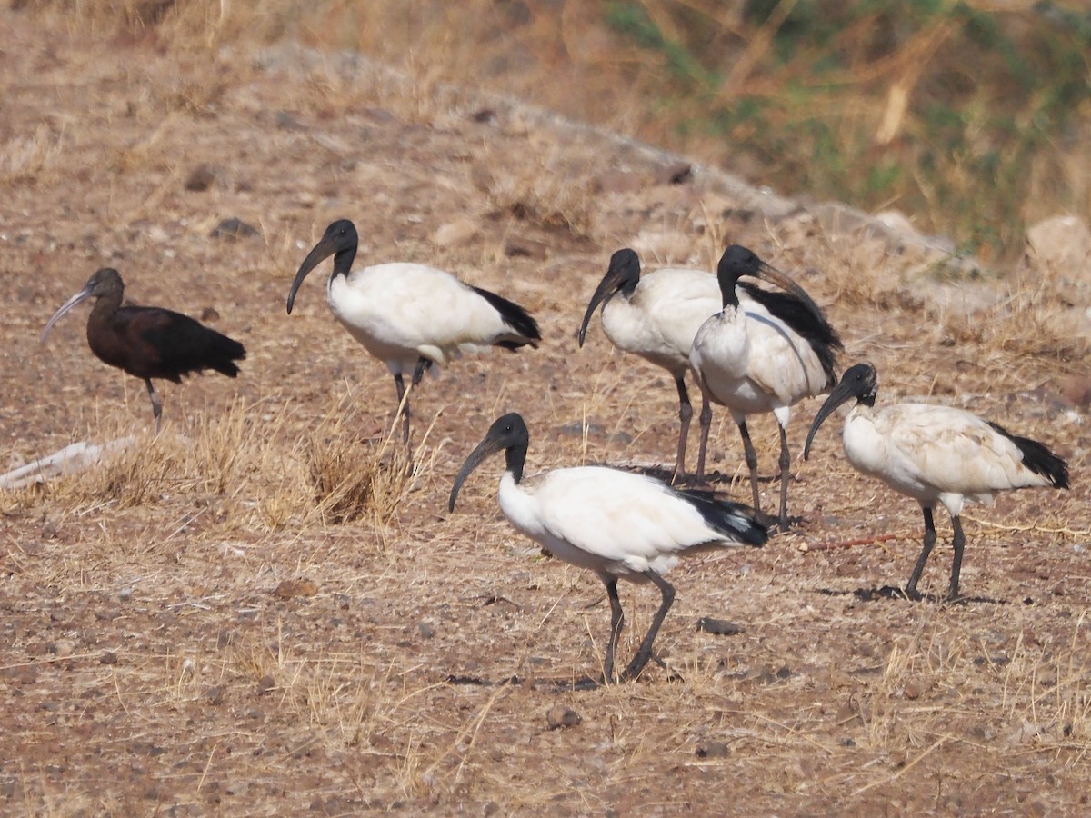 African Sacred Ibis - Luc and Therese Jacobs