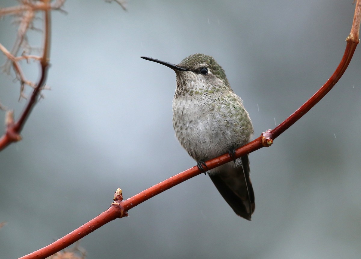 Anna's Hummingbird - ML510725821