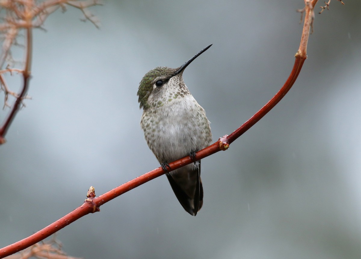 Anna's Hummingbird - ML510725831