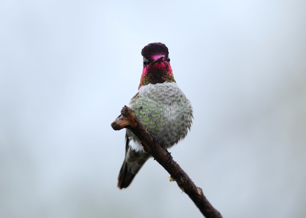 Anna's Hummingbird - ML510725851