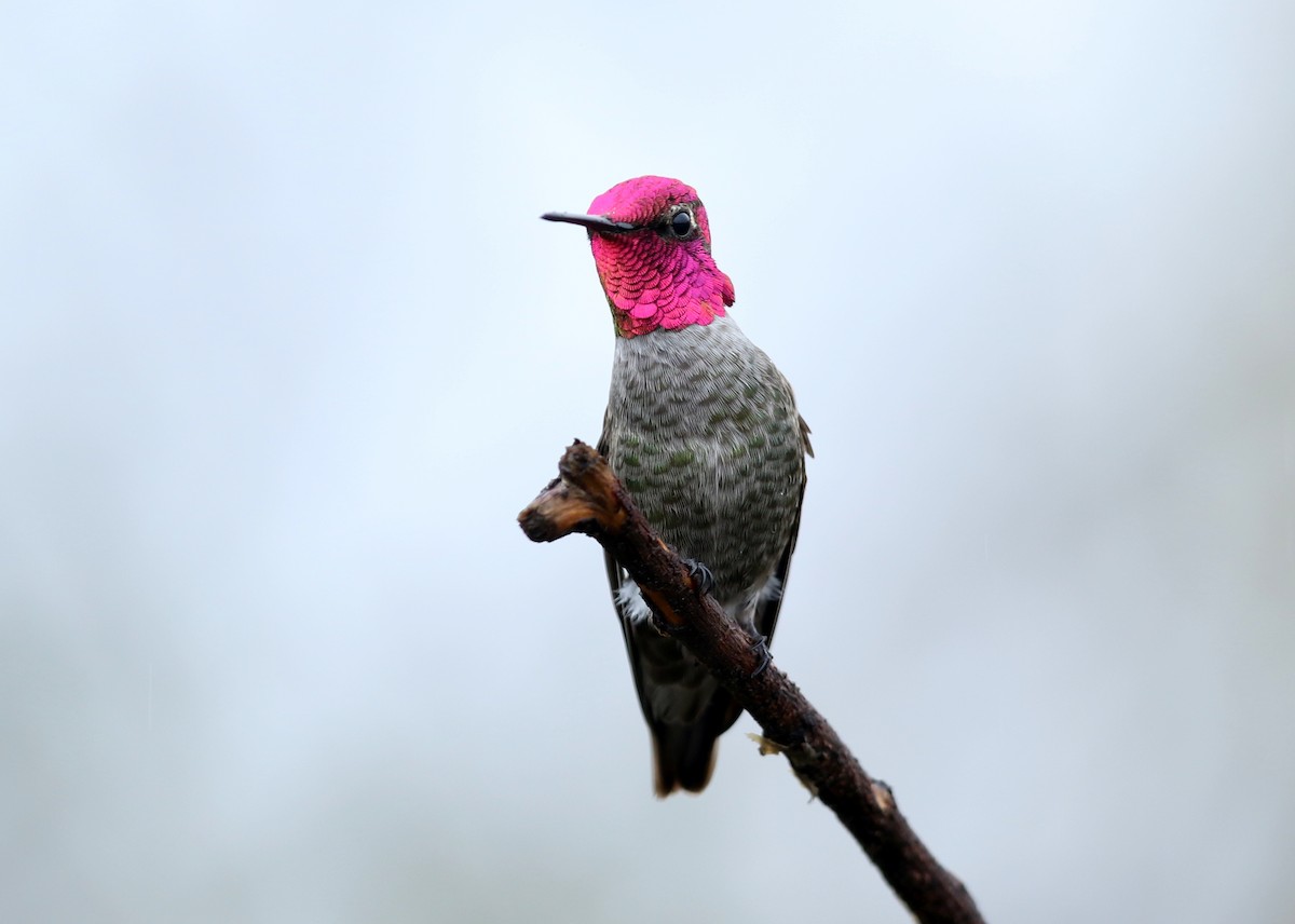 Anna's Hummingbird - ML510725861