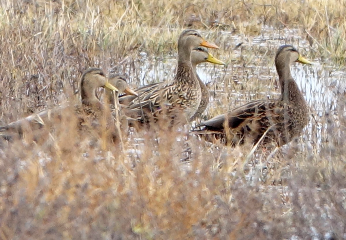 Mallard - ML510725921