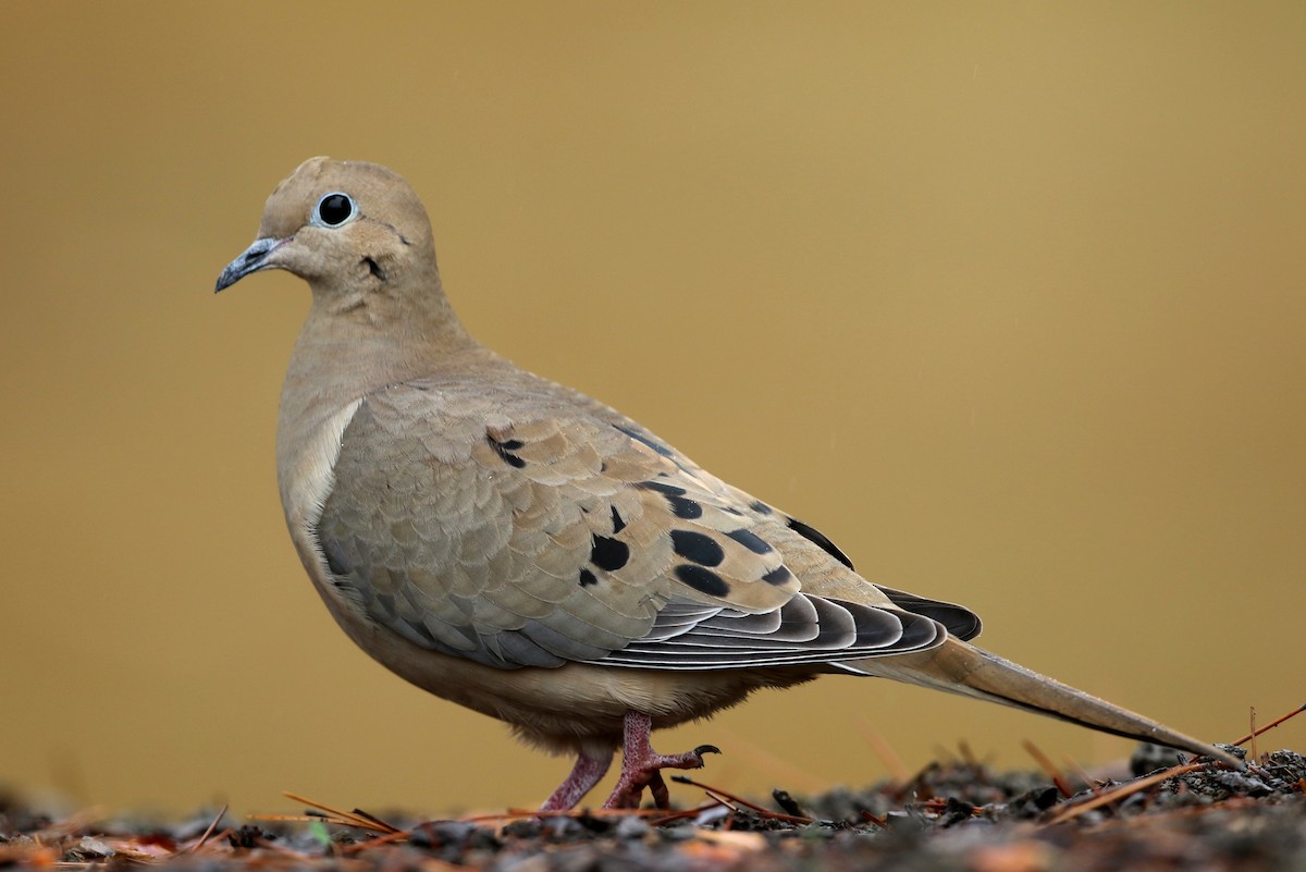 Mourning Dove - Steve Rottenborn