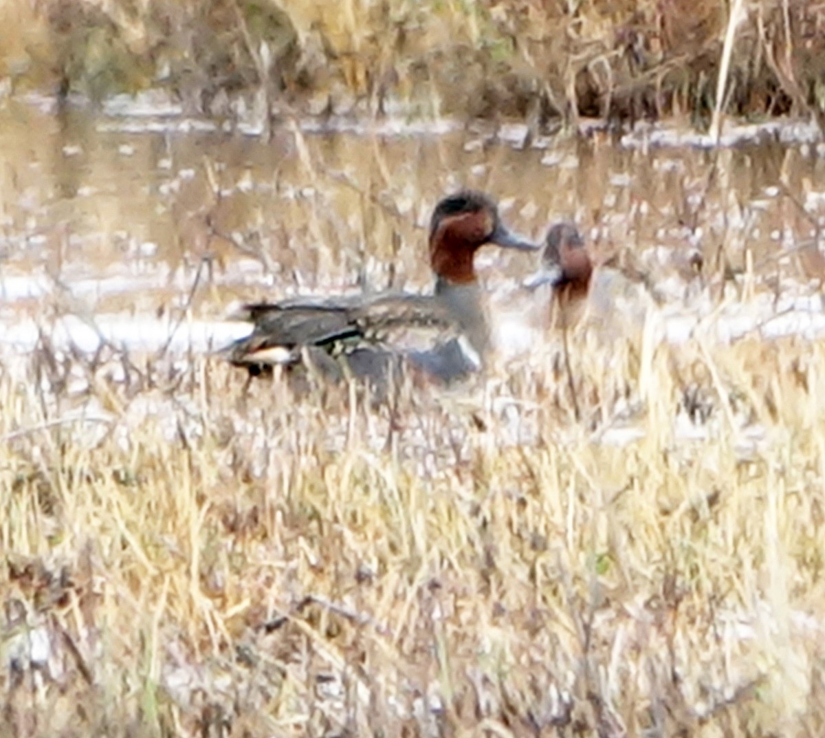 Green-winged Teal - ML510726051