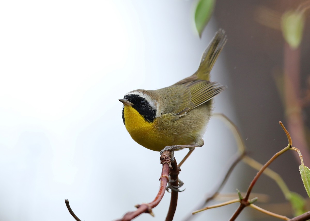 Common Yellowthroat - Steve Rottenborn