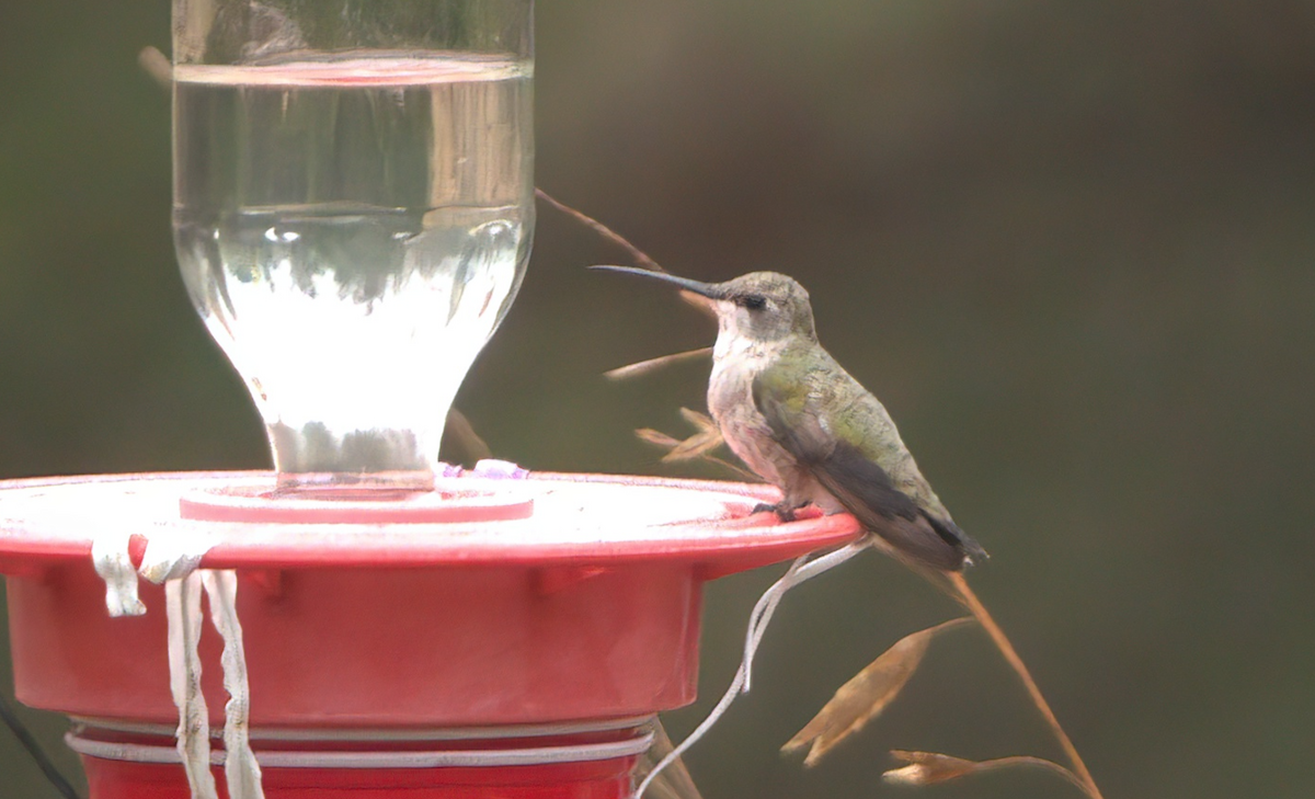 Black-chinned Hummingbird - ML510726901