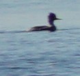 Red-breasted Merganser - John McCallister