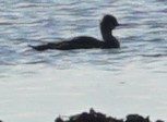 Red-breasted Merganser - ML510729101
