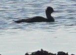 Red-breasted Merganser - John McCallister