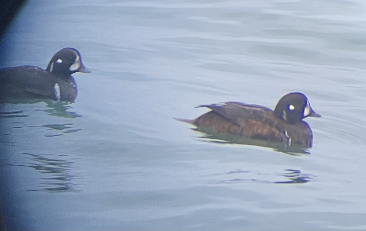 Harlequin Duck - Gina Turone 🐩