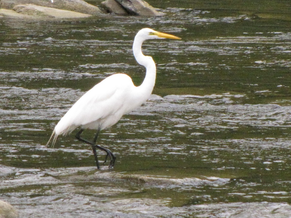 Great Egret - ML510731271