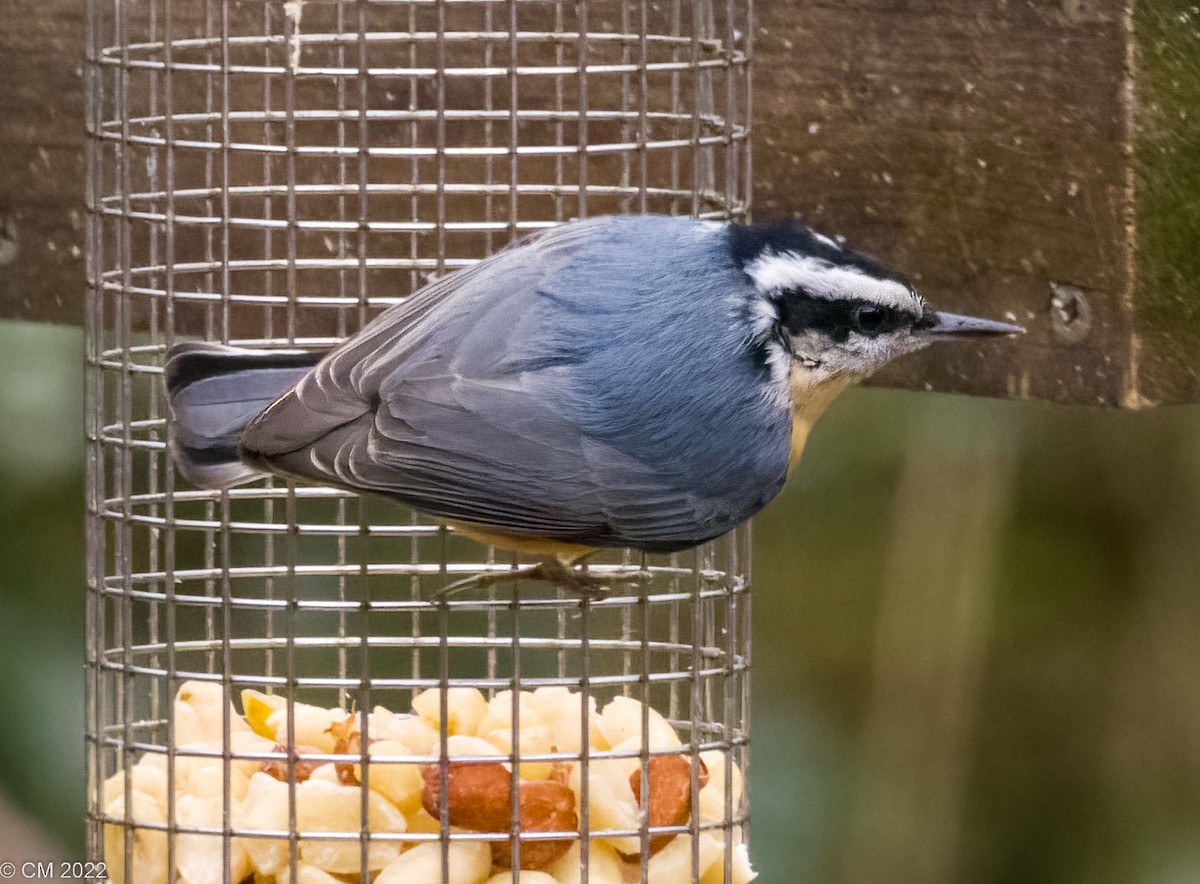 Red-breasted Nuthatch - ML510733601