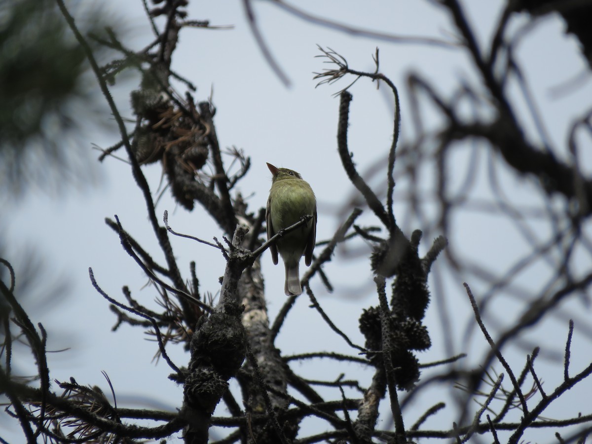 Western Flycatcher (Pacific-slope) - ML510733861