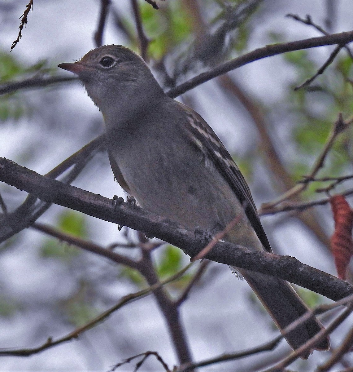 Small-billed Elaenia - ML510734841