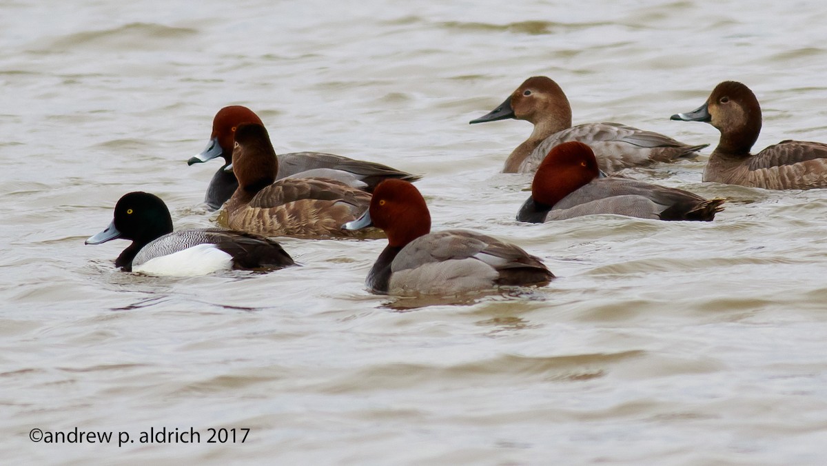 Greater Scaup - ML51073641