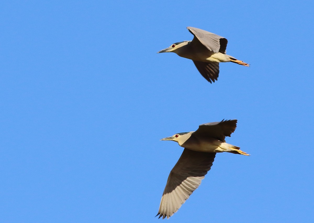 Black-crowned Night Heron - Sérgio Correia