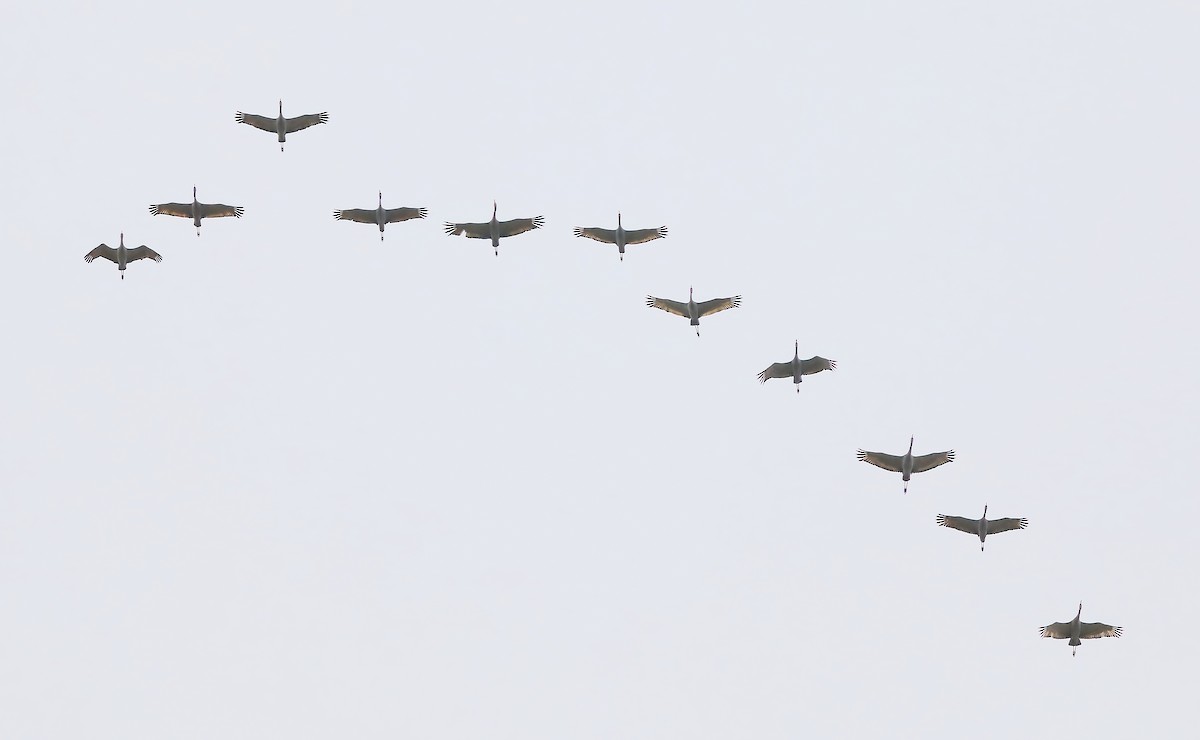 Sandhill Crane - ML510737331