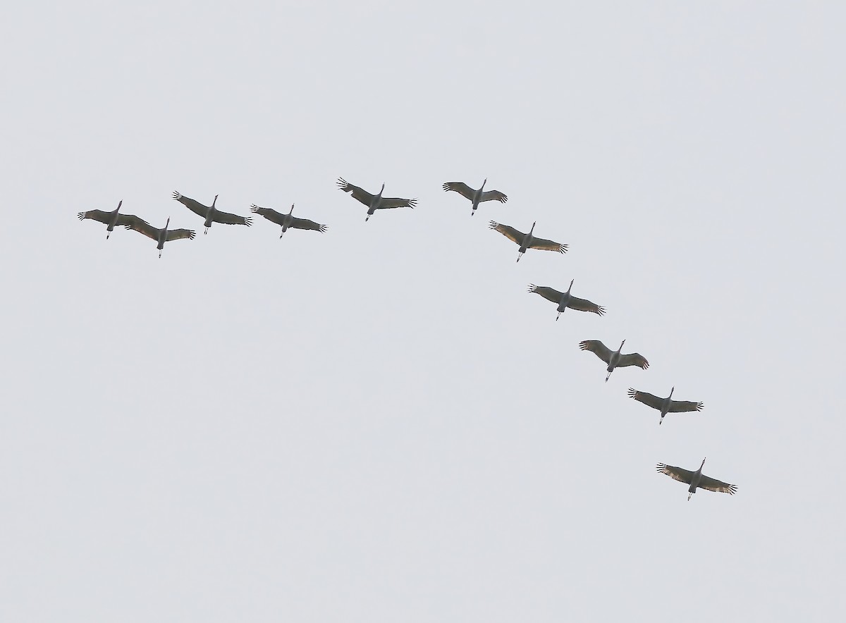 Sandhill Crane - ML510737341