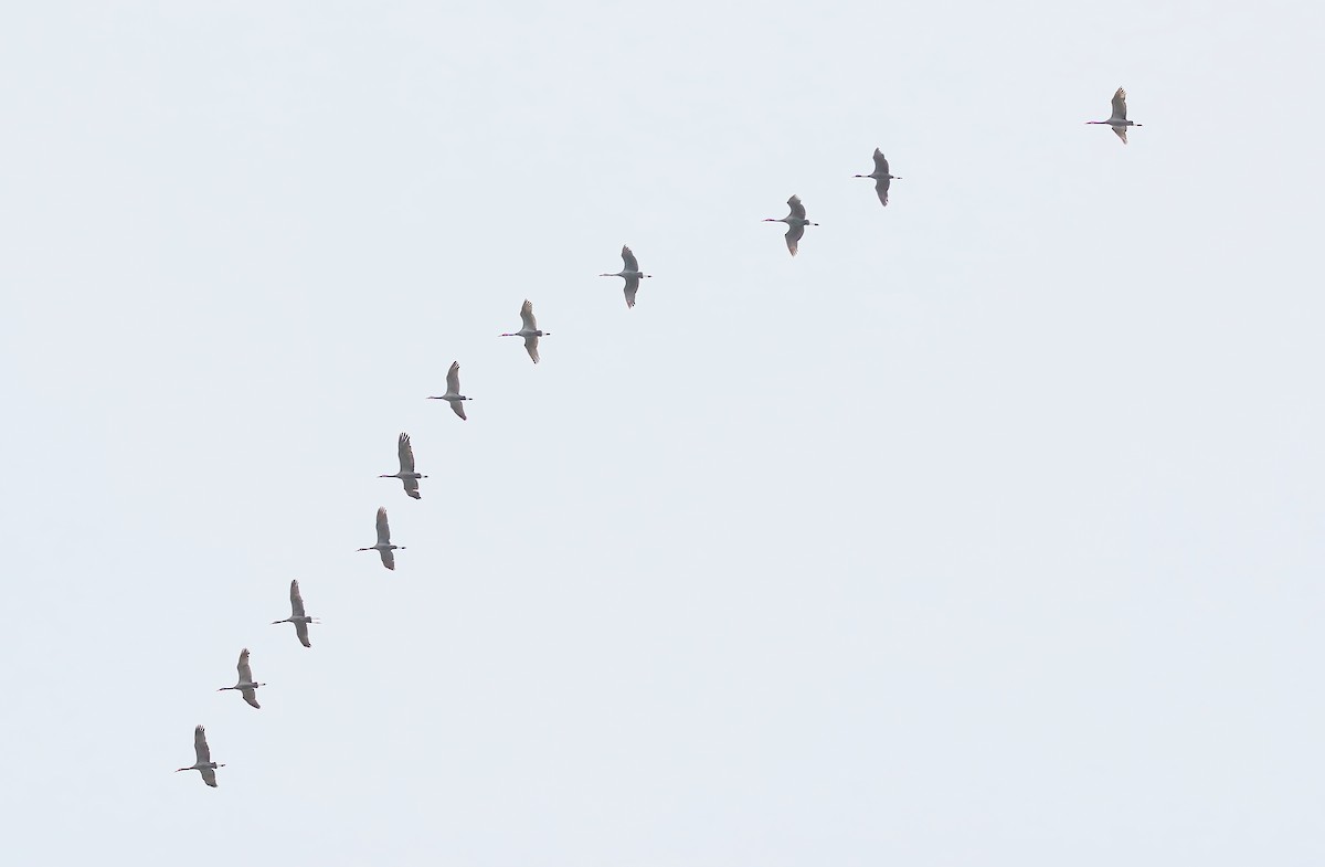 Sandhill Crane - ML510737351