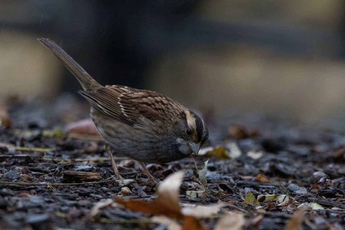 White-throated Sparrow - ML510737631