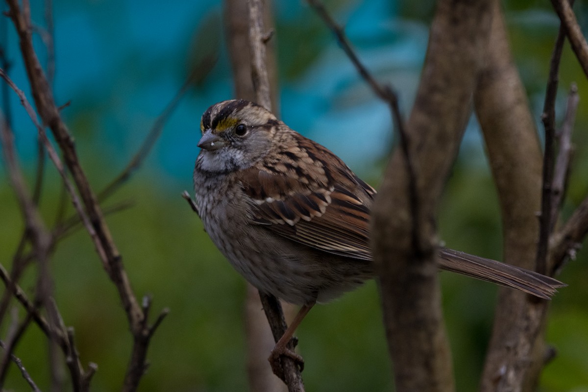 White-throated Sparrow - ML510737641