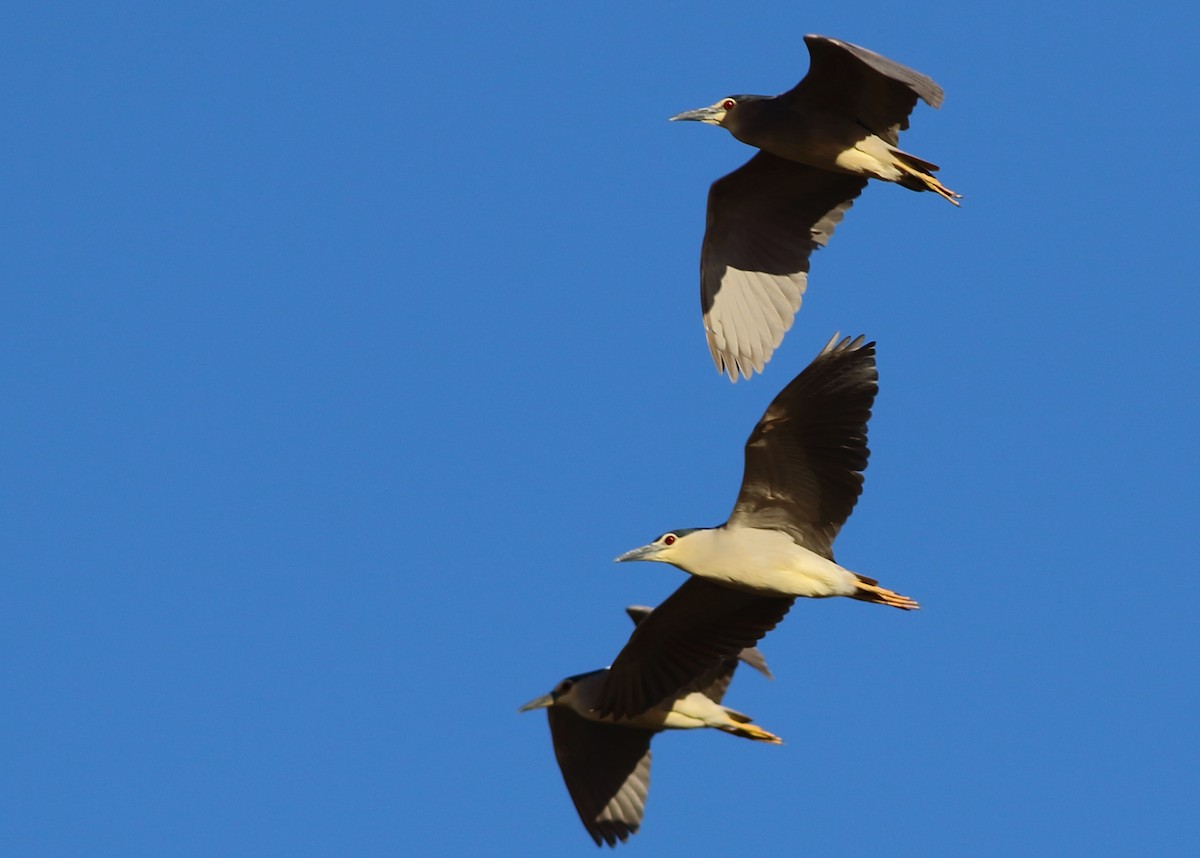 Black-crowned Night Heron - Sérgio Correia