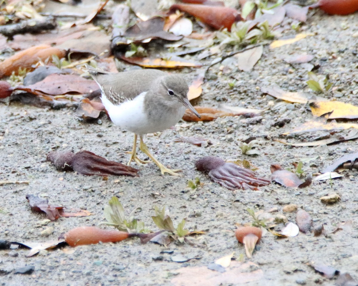 Spotted Sandpiper - ML510738601