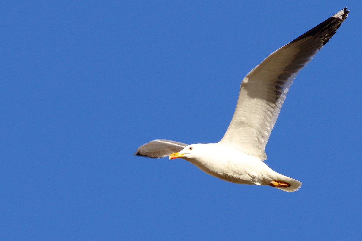 Lesser Black-backed Gull (Steppe) - Sérgio Correia