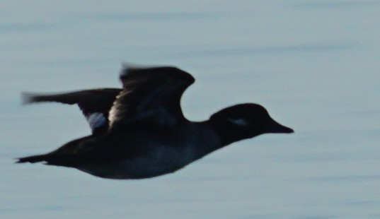 Bufflehead - ML510740881