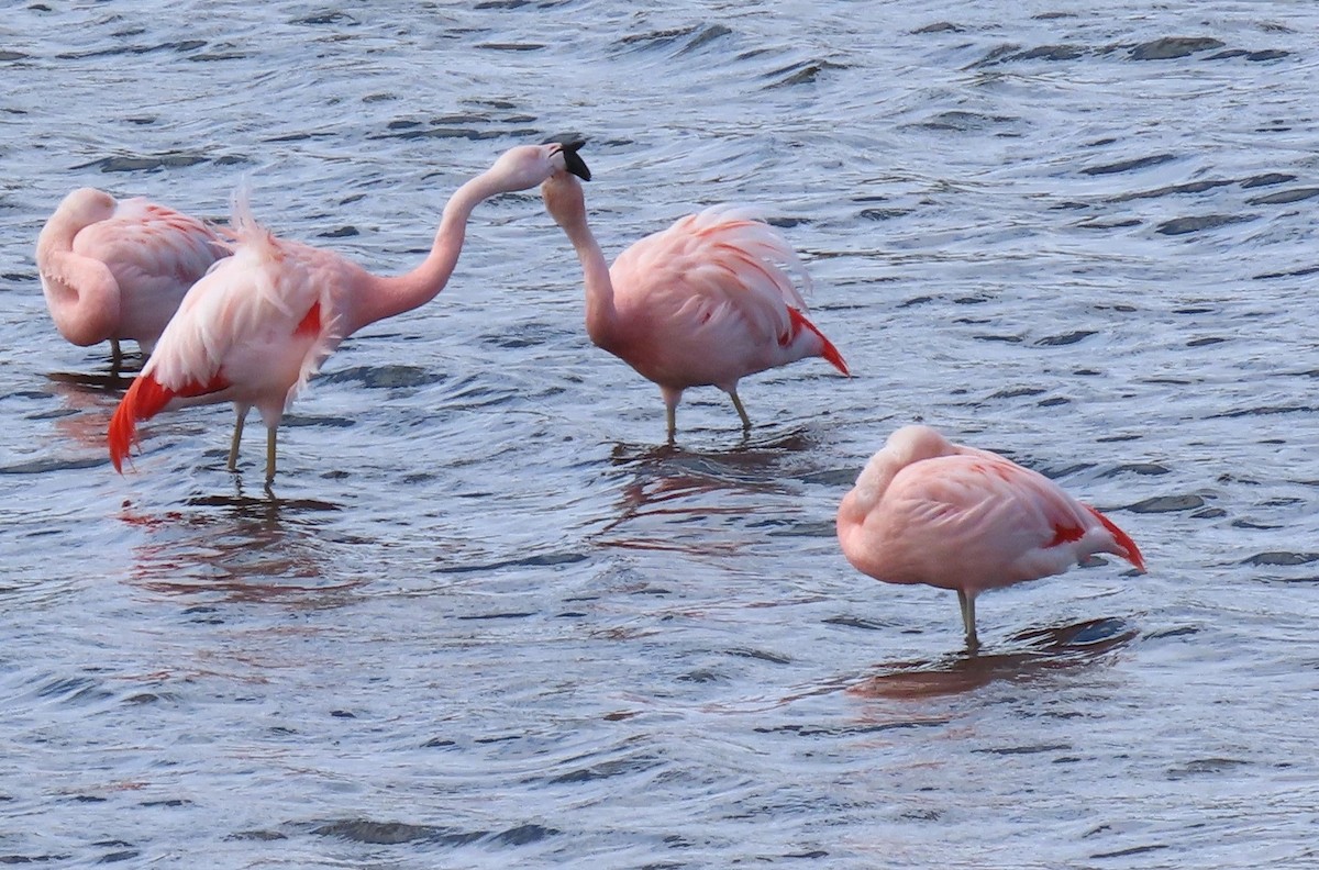 Şili Flamingosu - ML510741211