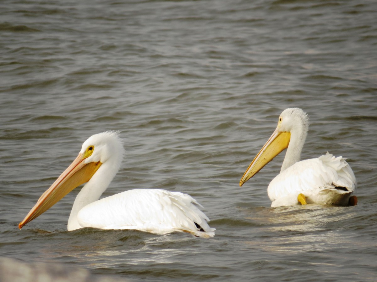 Pelikano zuri amerikarra - ML51074141