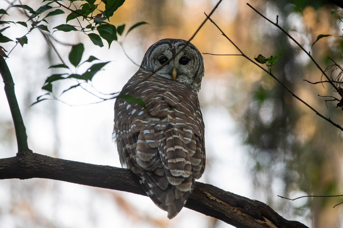 Barred Owl - ML510741781